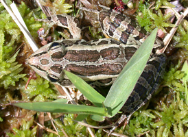 Pickerel Frog